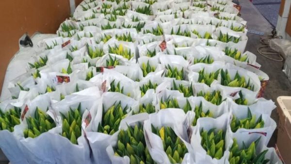 Tulpen uit Volendam – Fijne paasdagen!